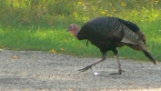 PICTURES/Jewel Cave & Custer State Park, SD/t_Turkeys6.JPG